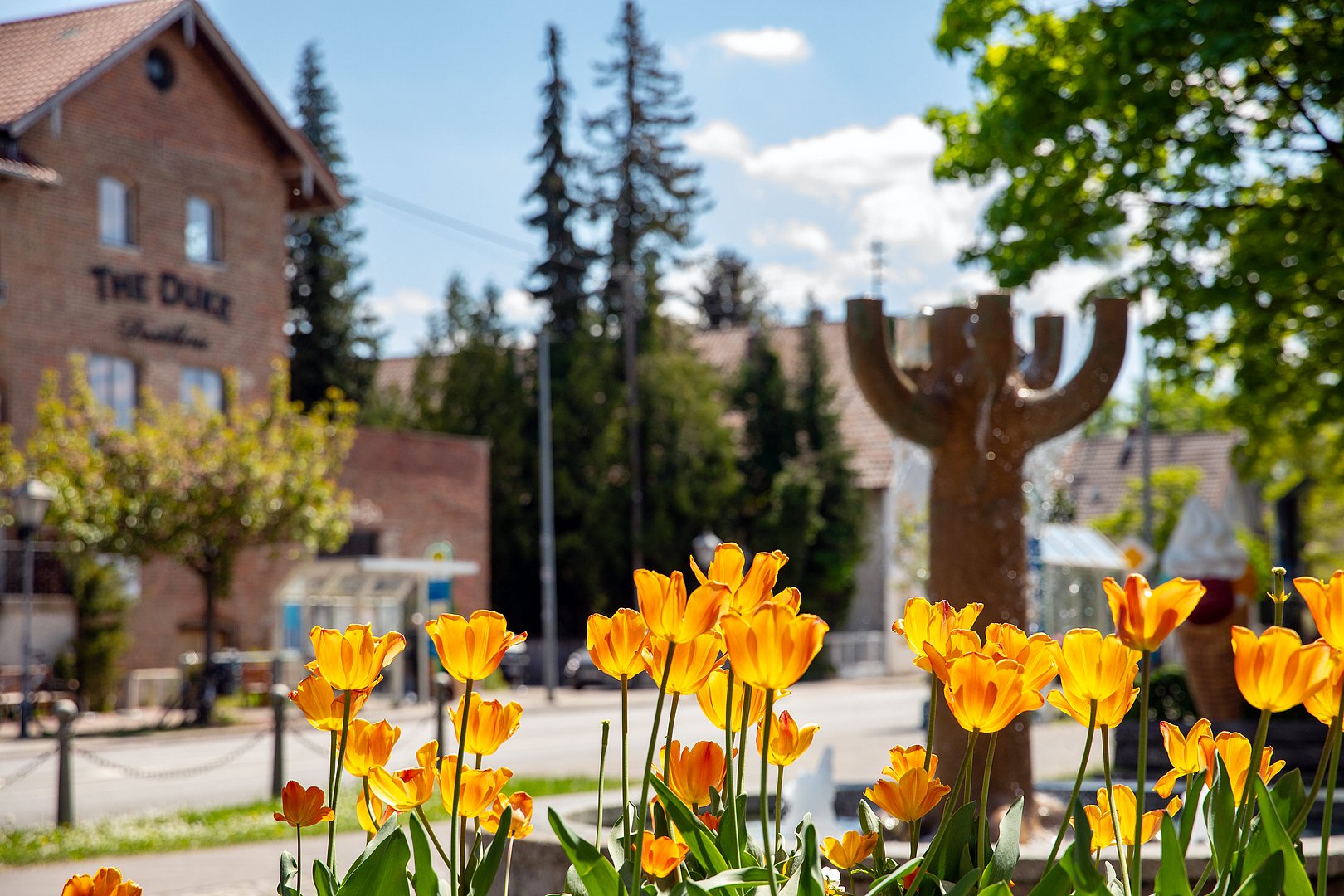 Tulpen im Ortszentrum von Aschheim Gelbe Tulpen im Vordergrund vor dem Gebäude „The Duke“ und einer modernen Skulptur im Zentrum von Aschheim bei München.