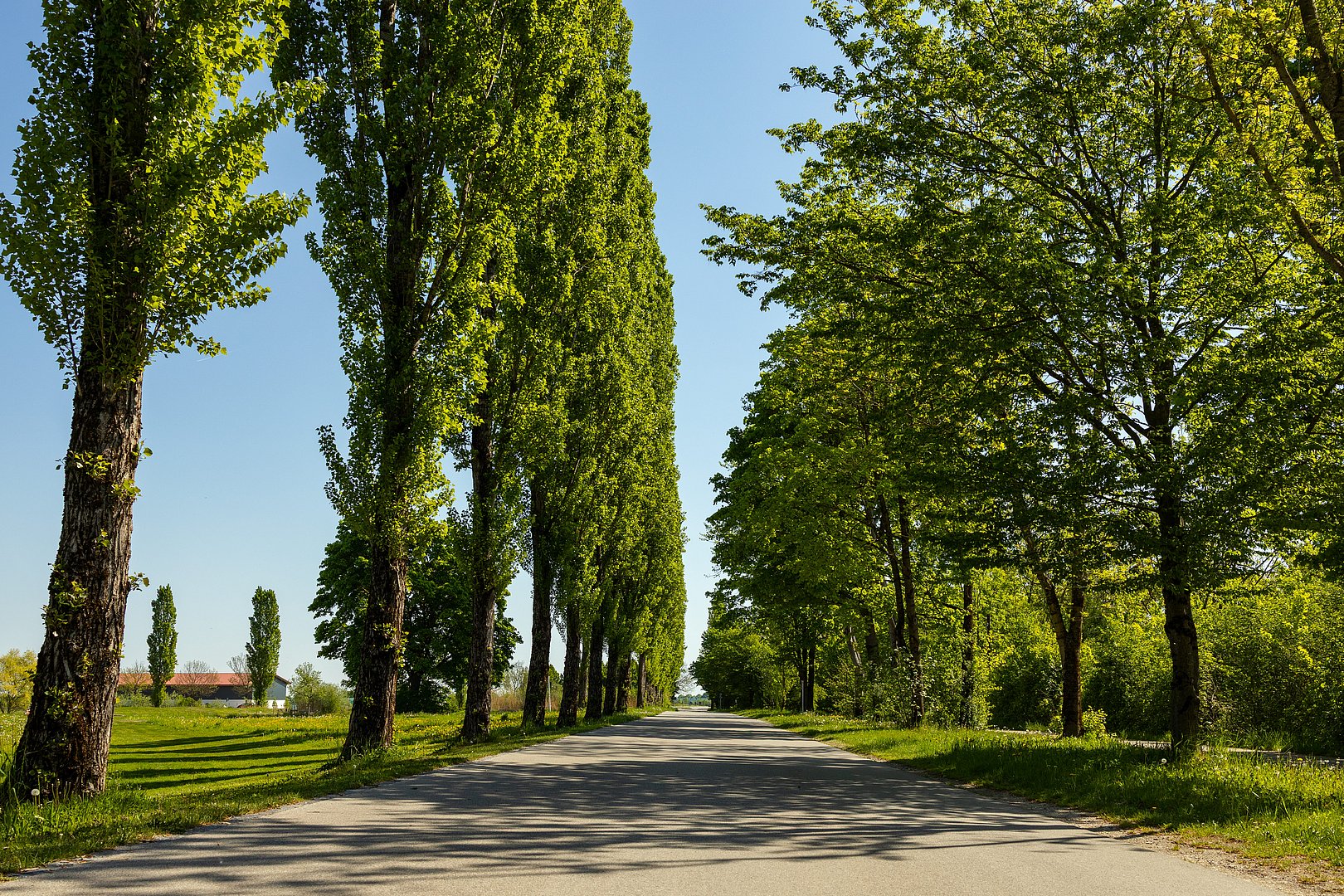 Baumallee in Aschheim Lange, gerade Straße in Aschheim mit hohen Pappeln auf beiden Seiten und blauem Himmel an einem sonnigen Tag.